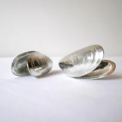 Het Zeeuws Mosselbestek -Sola Winkel 1200x1200 153