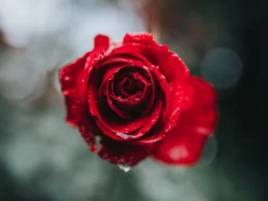 Sola Bestekset Fleurie - Modern - 9 Persoons - 90 Delig - Zilverwit Edelstaal 18/10 - RVS - Zilver 8 Sola Bestekset Fleurie - Modern - 9 Persoons - 90 Delig - Zilverwit Edelstaal 18/10 - RVS - Zilver -Sola Winkel 1200x906 3