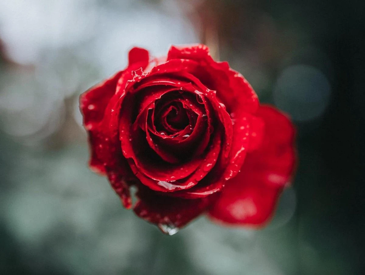 Sola Bestekset Fleurie - Modern - 9 Persoons - 90 Delig - Zilverwit Edelstaal 18/10 - RVS - Zilver 4 Sola Bestekset Fleurie - Modern - 9 Persoons - 90 Delig - Zilverwit Edelstaal 18/10 - RVS - Zilver - Afbeelding 4